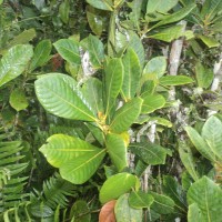 Agrostistachys borneensis Becc.